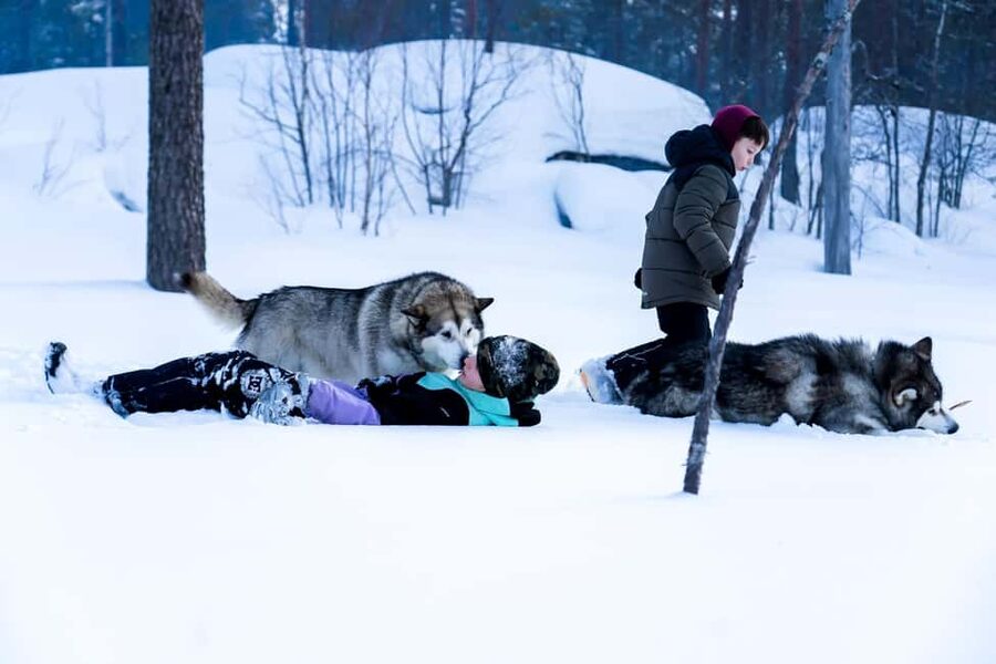 Rovaniemi: Husky Safari & Campfire BBQ – 6‑10 km Self‑Drive - Driving the sled on snow-kissed wilderness: the 6 to 10 km self-drive trek