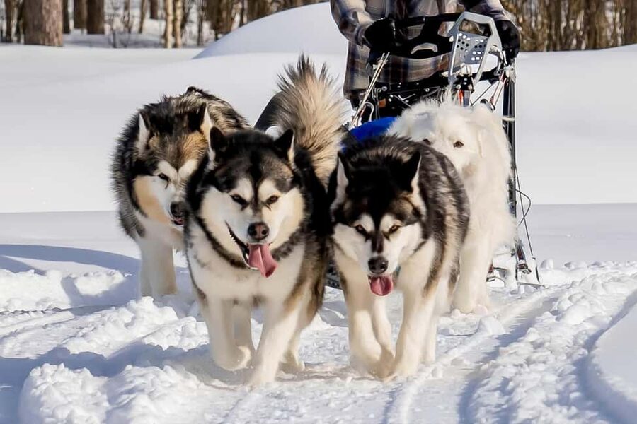 Rovaniemi: Husky Safari & Campfire BBQ – 6‑10 km Self‑Drive - Price and value: is $294 per person fair for what you get?