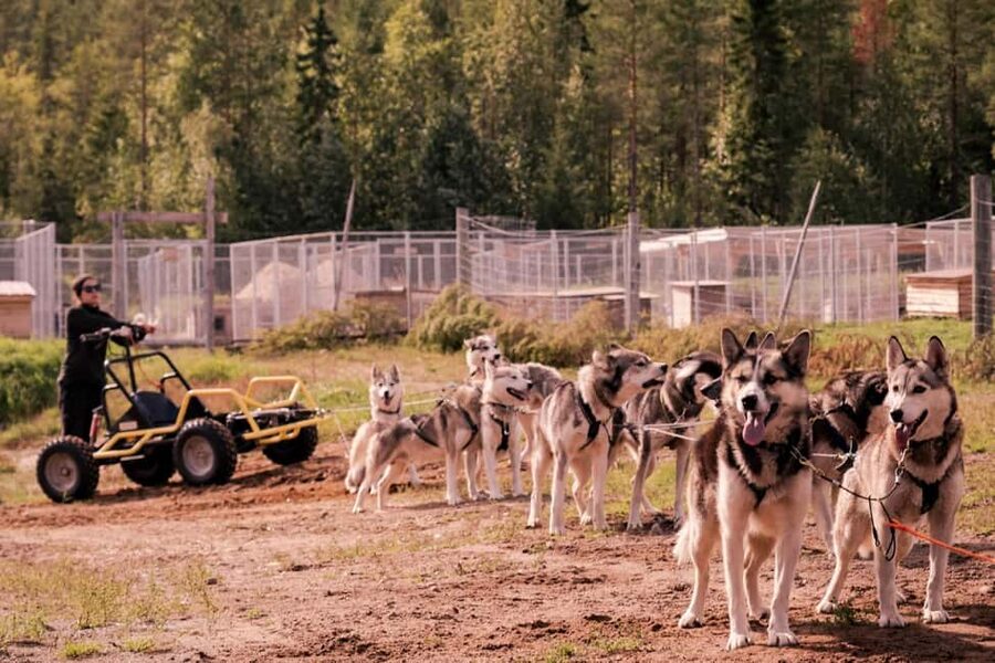 Rovaniemi: Husky Safari & Campfire BBQ – 6‑10 km Self‑Drive - Who this husky safari is best for