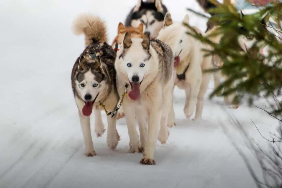 Rovaniemi: Husky Safari & Campfire BBQ – 6‑10 km Self‑Drive - Hotel Pickup, Quick Orientation, and Meeting the Huskies