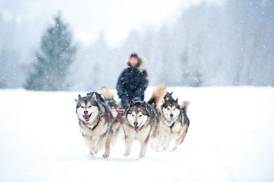 Rovaniemi: Husky Safari on a Snowy Trail - Key Things You’ll Notice