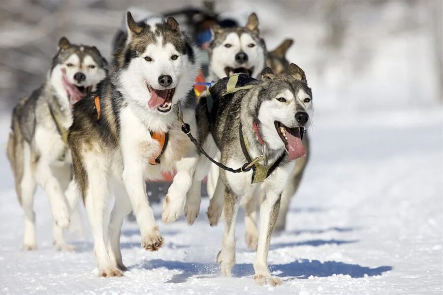 Rovaniemi: Husky Safari on a Snowy Trail - Rovaniemi Husky Safari: What Makes a 10 km Sled Ride Feel Different