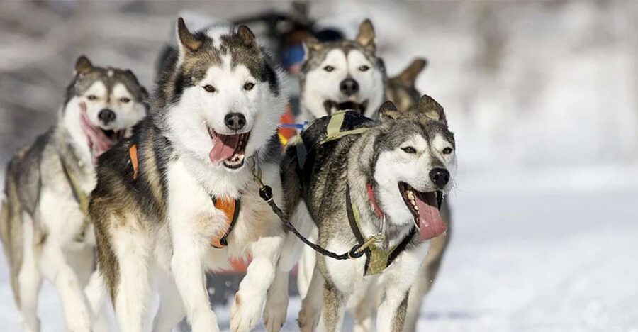 Rovaniemi: Husky Safari on a Snowy Trail - The Husky Farm Stop: Training, Breeding, and the Work Behind the Speed