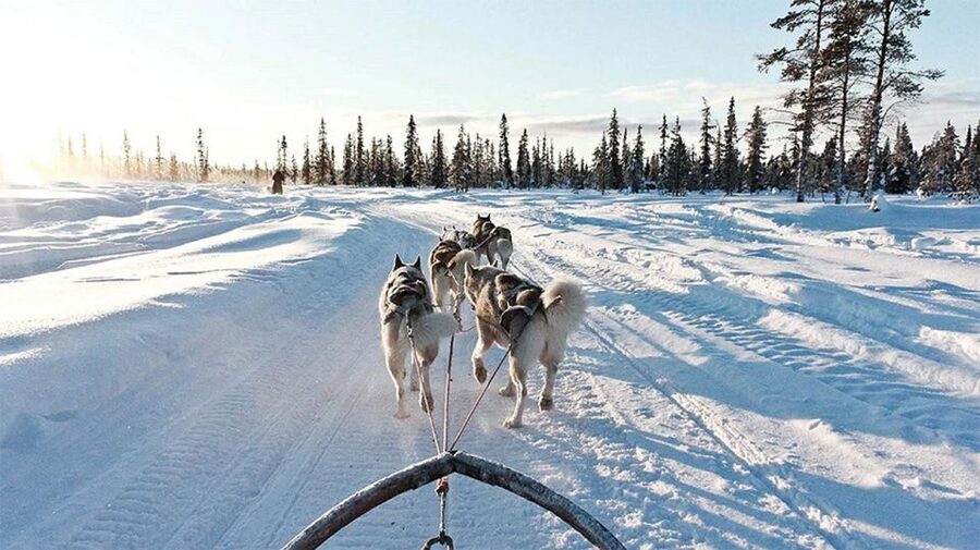 Rovaniemi: Husky Safari on a Snowy Trail - Who This Tour Fits Best (and Who Might Want to Rethink It)