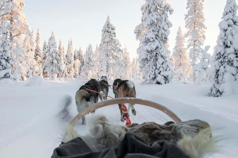 Rovaniemi: Husky Sled Ride and Farm Visit - Key Things That Make This Rovaniemi Husky Experience Worth It