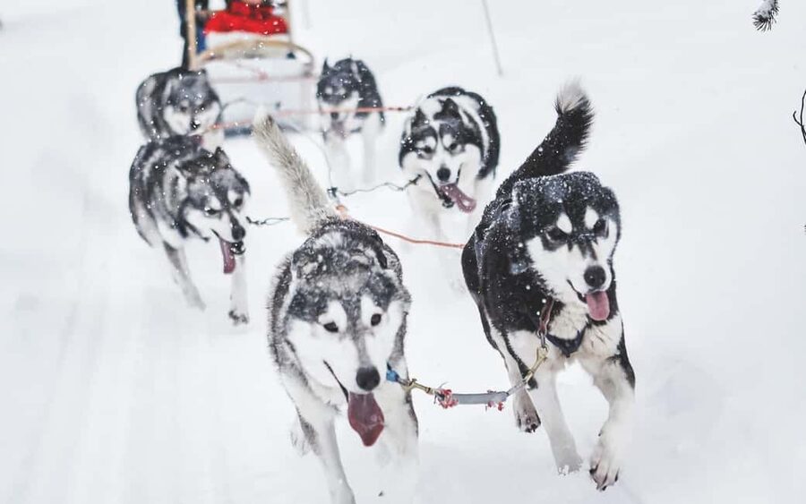 Rovaniemi: Husky Sled Ride and Farm Visit - Getting From Central Rovaniemi to the Farm Without the Headache