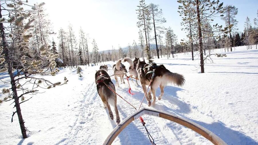 Rovaniemi: Husky Sled Ride and Farm Visit - Timing, Season, and What to Wear in Lapland Cold