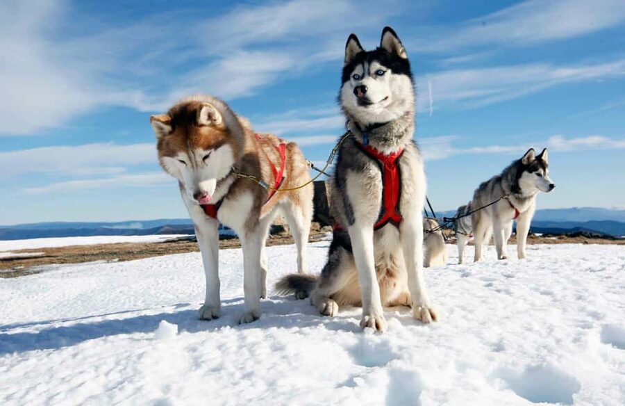 Rovaniemi: Husky Sled Ride and Farm Visit - Who Should Book This Husky Sled Ride, and Who Might Be Happier Elsewhere