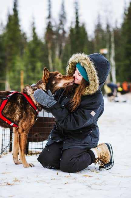 Rovaniemi: Husky Sled Ride and Farm Visit - Should You Book It? My Honest Recommendation