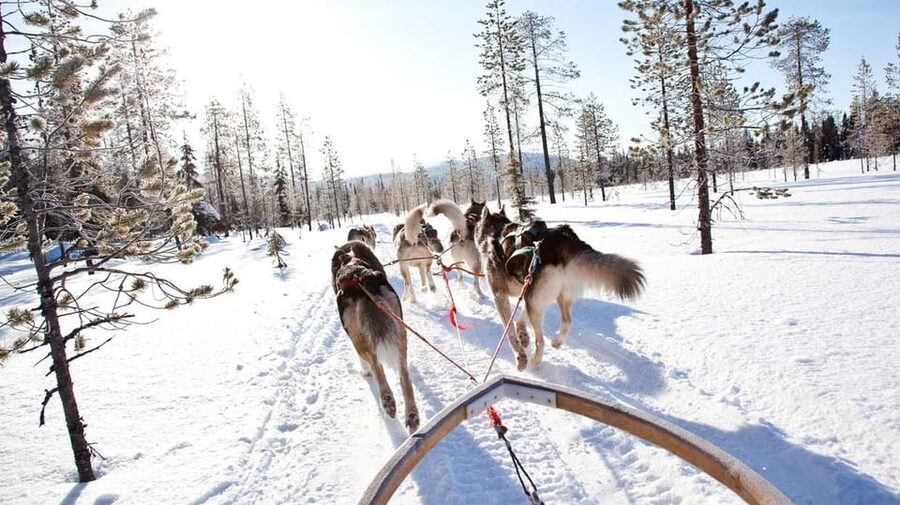 Rovaniemi: Husky Sled Ride with Hotel Transfer - Season Tips and What to Wear (So You Can Enjoy It)