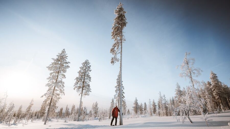 Rovaniemi: Lapland Ski Trekking Safari - What kind of workout is it, and what you should expect if you are a beginner