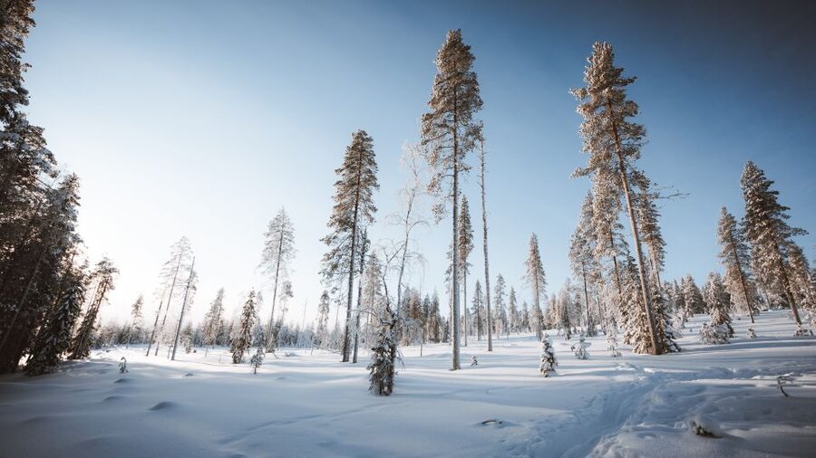 Rovaniemi: Lapland Ski Trekking Safari - Small group size: why up to 8 participants makes the day better