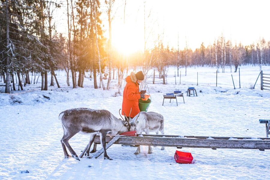 Rovaniemi: Local Reindeer Farm Visit with Sleigh Ride - Key Highlights to Look For