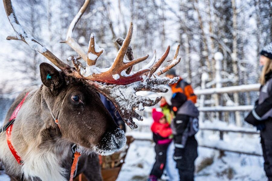 Rovaniemi: Local Reindeer Farm Visit with Sleigh Ride - Why This Reindeer Farm Day Feels More Real Than a Quick Photo Stop