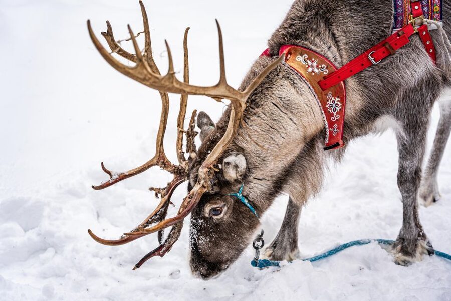 Rovaniemi: Local Reindeer Farm Visit with Sleigh Ride - Kota Hut Warmth: Coffee, Snacks, and Reindeer Herding Stories