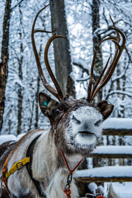 Rovaniemi: Local Reindeer Farm Visit with Sleigh Ride - The 2 km Sleigh Ride Through the Winter Woods