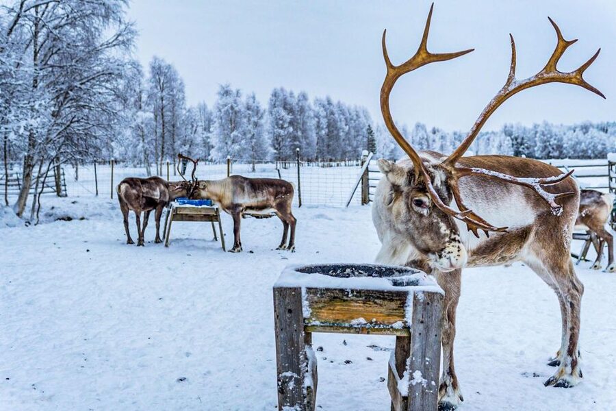 Rovaniemi: Local Reindeer Farm Visit with Sleigh Ride - Feeding Time: Lichen Rewards and the Photo Moment