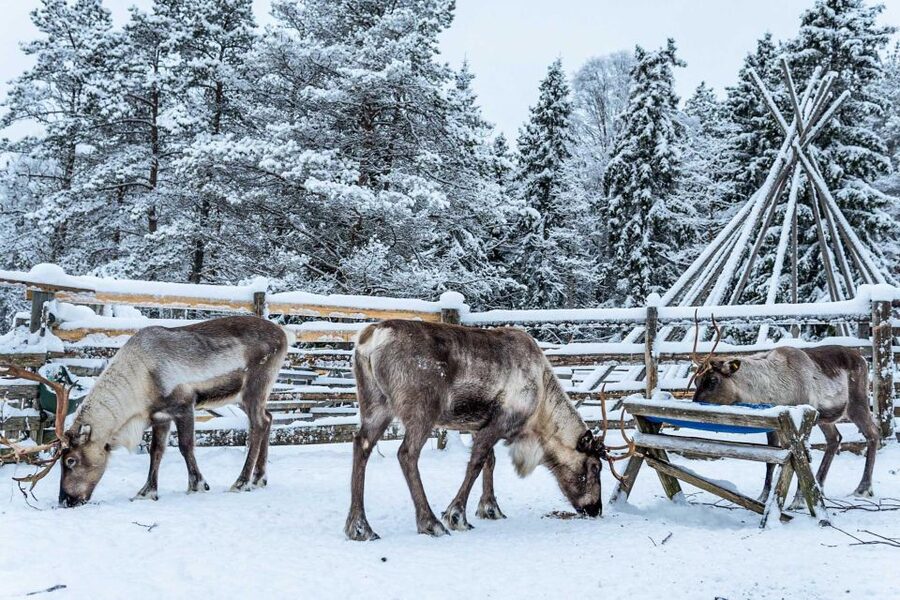 Rovaniemi: Local Reindeer Farm Visit with Sleigh Ride - Hotel Pickup and the Short Minivan Detour From Rovaniemi