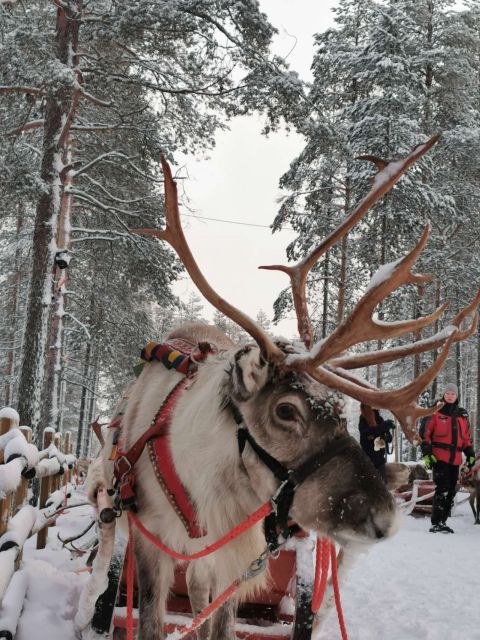 Rovaniemi: Meet Santa Claus, Reindeer Sleigh Ride & Huskies - Reindeer ride (400m): short, controlled, and built for families