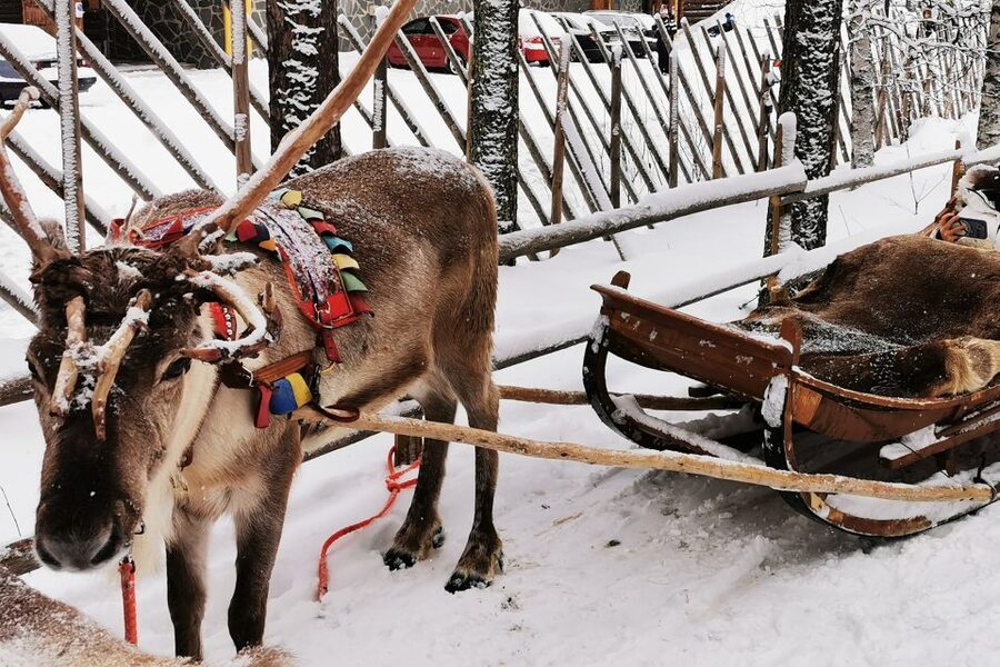 Rovaniemi: Meet Santa Claus, Reindeer Sleigh Ride & Huskies - Price and value: what $258 buys you in real terms