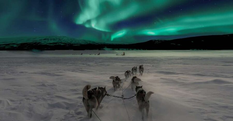 Rovaniemi: Northern Lights and Husky Sleigh Ride - Who this tour is best for, and who should skip it