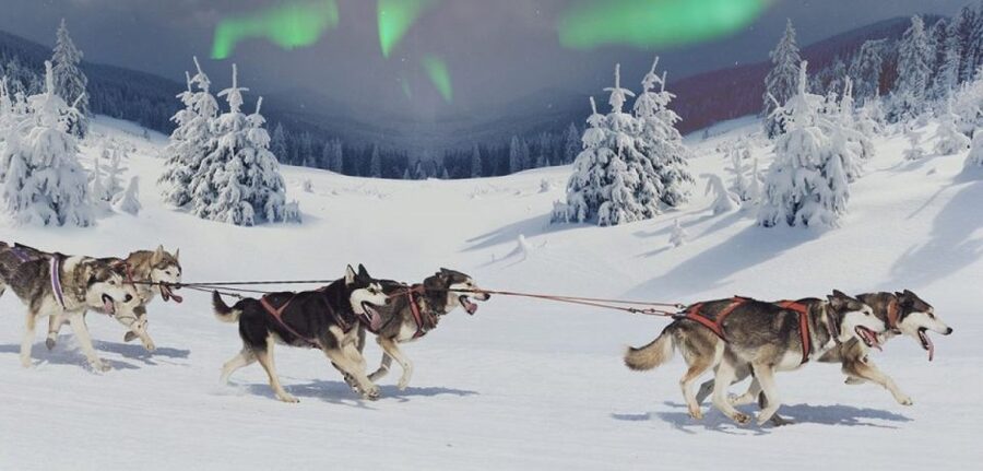 Rovaniemi: Northern Lights and Husky Sleigh Ride - Meeting the huskies and getting kitted up