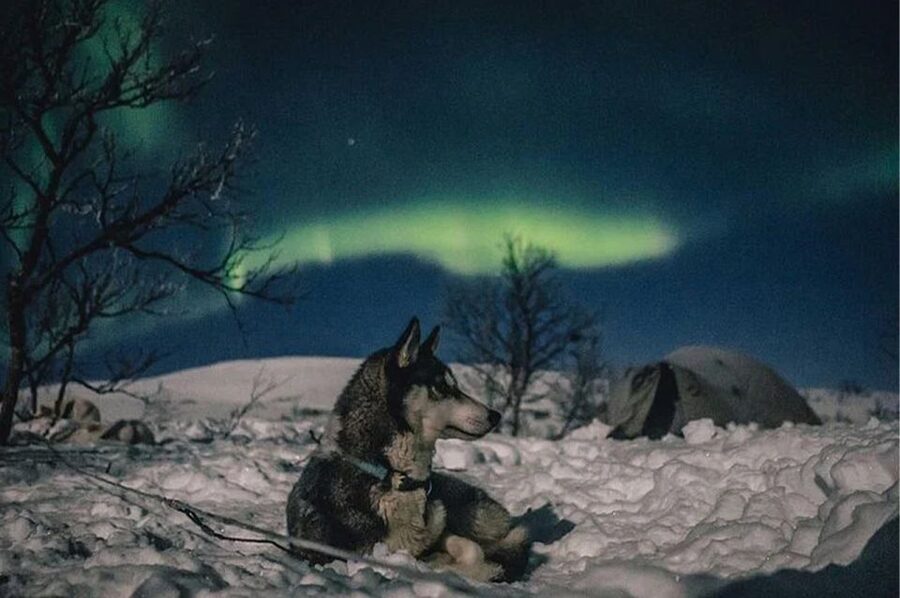 Rovaniemi: Northern Lights and Husky Sleigh Ride - Hot blueberry juice, then switching your eyes to the sky