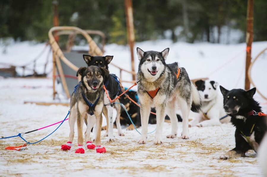 Rovaniemi: One Hour Husky Experience - From Rovaniemi hotel to husky farm, with a driver handling the hard part