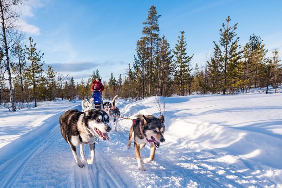 Rovaniemi: One Hour Husky Experience - Arriving at the farm: dogs up close, guided safety, and photo moments