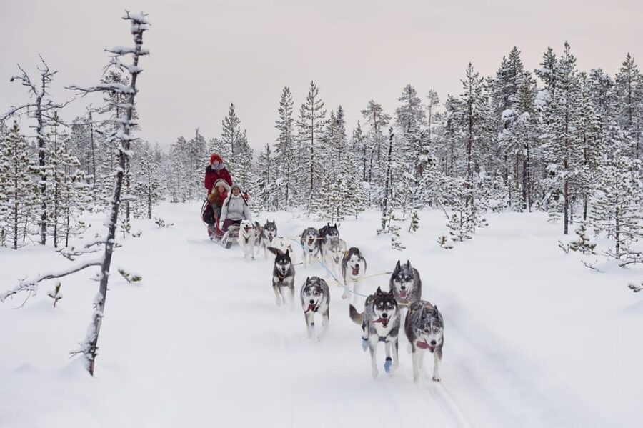 Rovaniemi: One Hour Husky Experience - Should you book it or look for a longer husky safari?