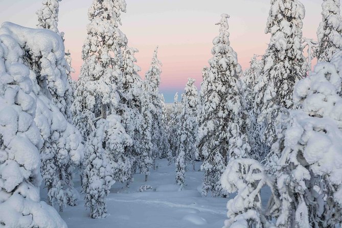 Rovaniemi photography tour - Price and group size: what $433.06 really means for you