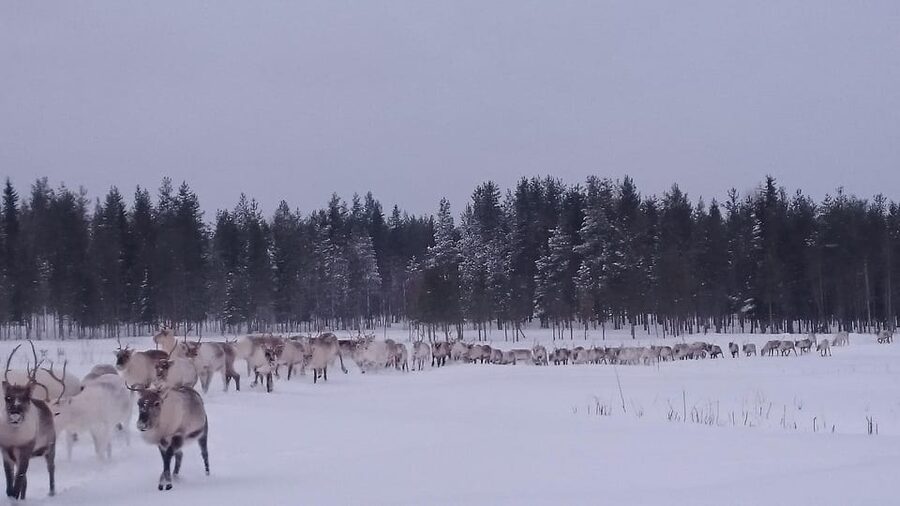 Rovaniemi: Private Reindeer Farm Visit and Walk-Along - Key things to know before you go