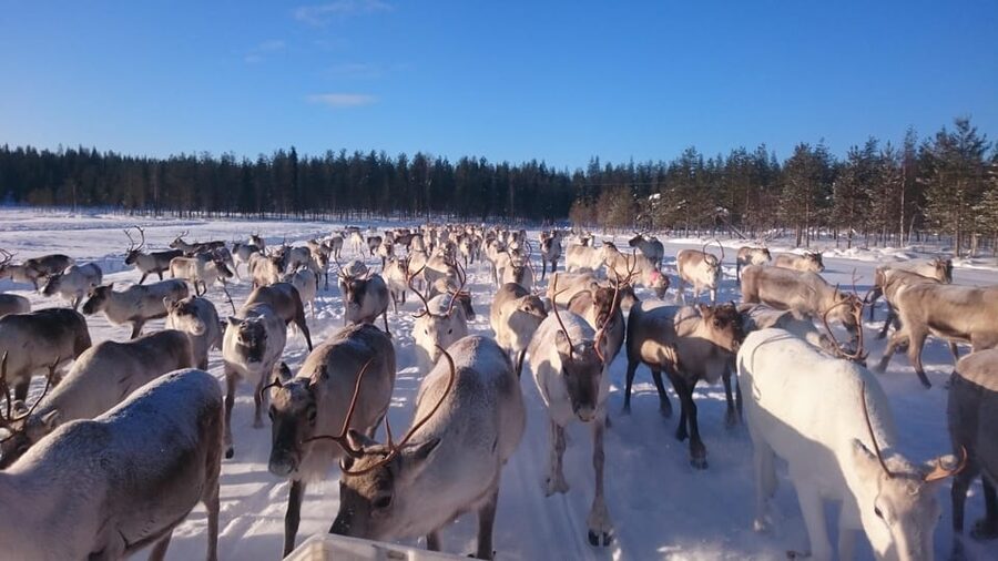 Rovaniemi: Private Reindeer Farm Visit and Walk-Along - Entering Finnish Lapland, Unarin-Luusua and the “why here” factor