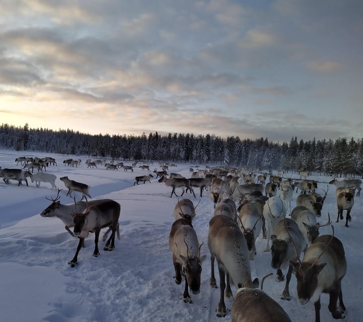 Rovaniemi: Private Reindeer Farm Visit and Walk-Along - Meeting the herd dogs first, then the herders