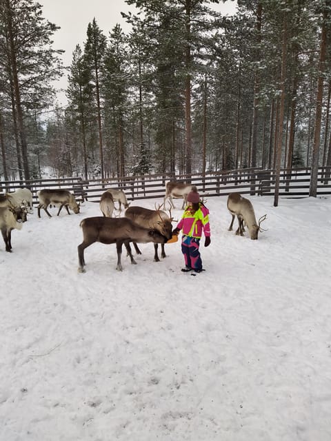 Rovaniemi: Private Reindeer Farm Visit and Walk-Along - Snowmobile-pulled sledge ride: comfort, speed control, and good photo moments