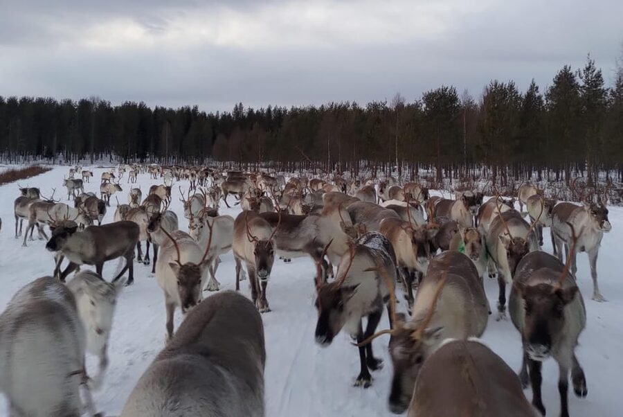 Rovaniemi: Private Reindeer Farm Visit and Walk-Along - Hand-feeding a reindeer herd, lichen first, then pellets