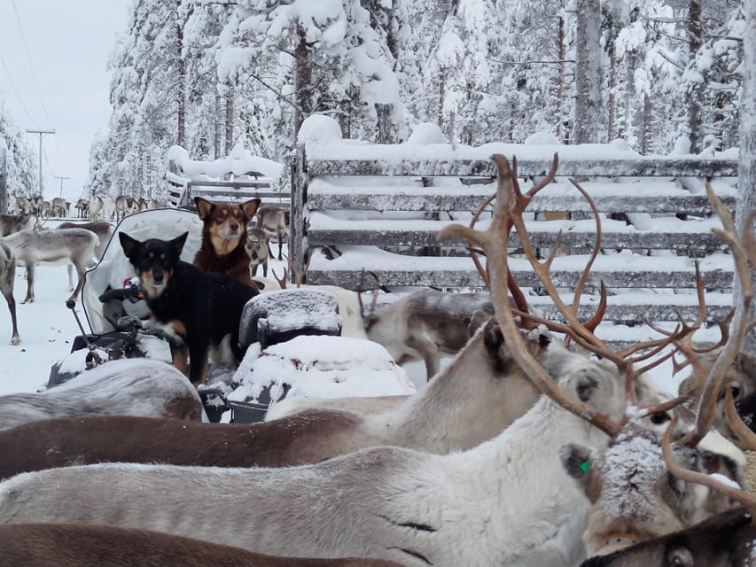 Rovaniemi: Private Reindeer Farm Visit and Walk-Along - Forest walk with reindeer: a real walk, not just a static encounter