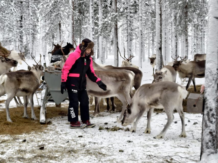Rovaniemi: Private Reindeer Farm Visit and Walk-Along - Kota campfire break: berry juice, homemade snacks, and s’mores