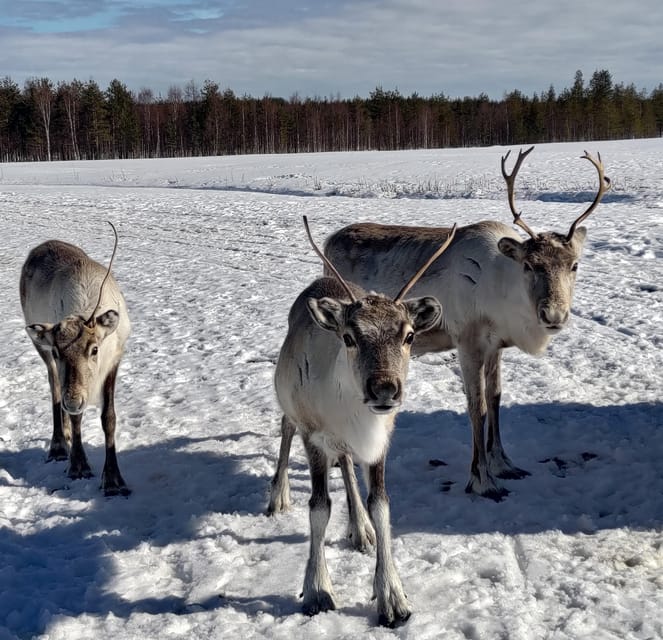 Rovaniemi: Private Reindeer Farm Visit and Walk-Along - Value for $165 per person: what you get beyond the wow factor