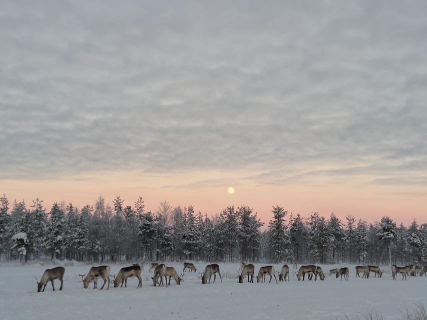 Rovaniemi: Private Reindeer Farm Visit and Walk-Along - Private 2-hour experience that does not rush you