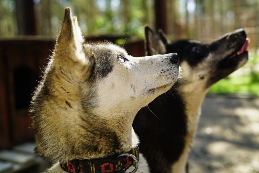 Rovaniemi: Quad Bike Safari, Reindeer & Husky Farm Visit - A 4.5-hour Lapland sampler: reindeer, huskies, then quad bikes