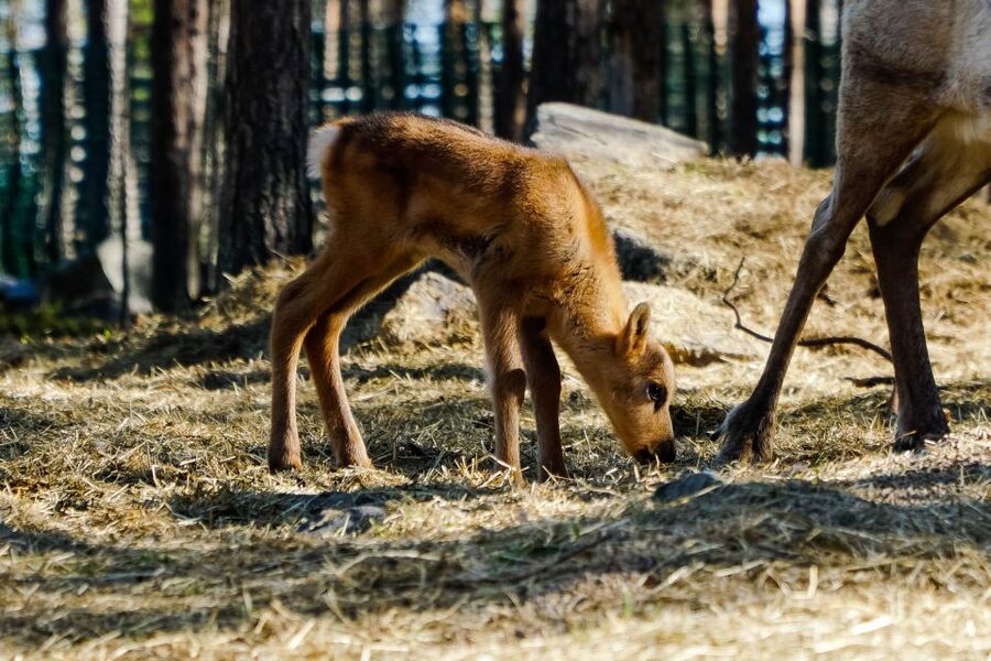 Rovaniemi: Quad Bike Safari, Reindeer & Husky Farm Visit - Blueberry juice and small comforts that make it feel complete
