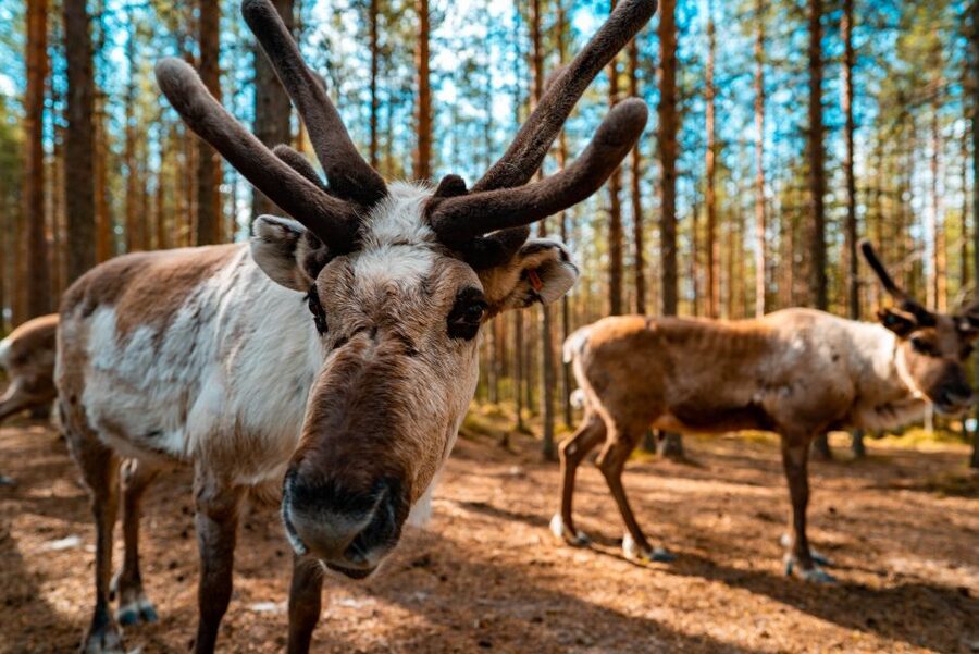 Rovaniemi: Quad Bike Safari, Reindeer & Husky Farm Visit - Before you go: license, height limits, and who should skip