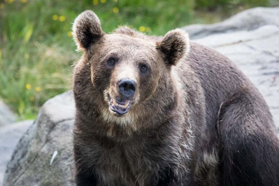 Rovaniemi: Ranua Wildlife Park Private Day Trip - Key things to know before you go
