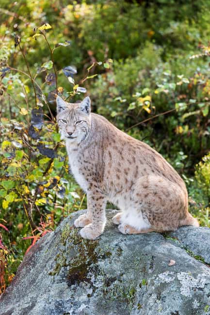 Rovaniemi: Ranua Wildlife Park Private Day Trip - A private 5-hour Ranua wildlife day that starts at your door
