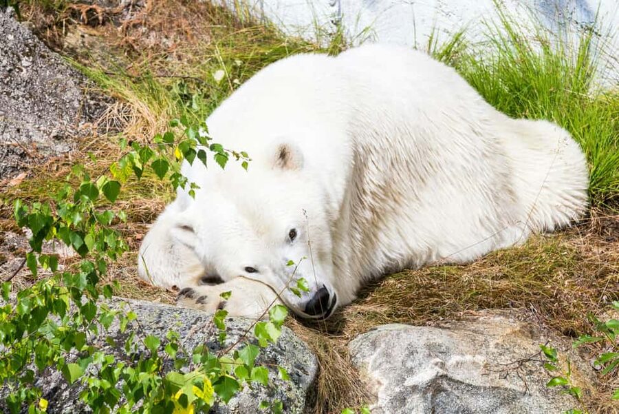 Rovaniemi: Ranua Wildlife Park Private Day Trip - Polar bear time: how to maximize your chances without over-hoping