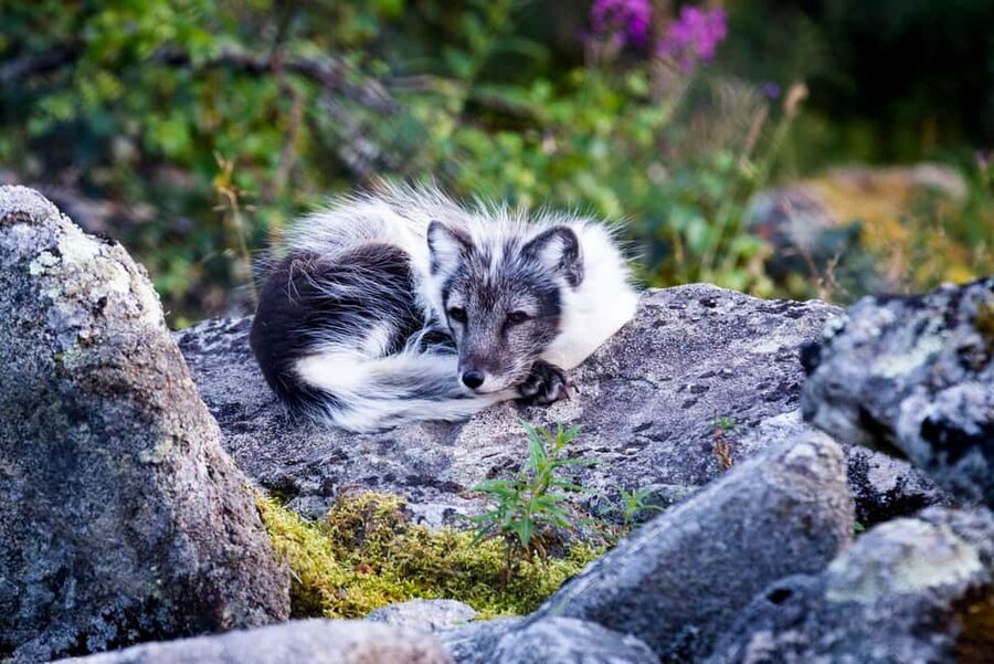 Rovaniemi: Ranua Wildlife Park Private Day Trip - Walking paths, photo stops, and staying warm in the real north