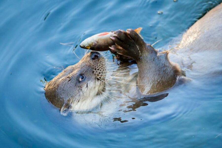 Rovaniemi: Ranua Zoo Entry Ticket w/ Walking Tour and Lunch - Key points to know before you go