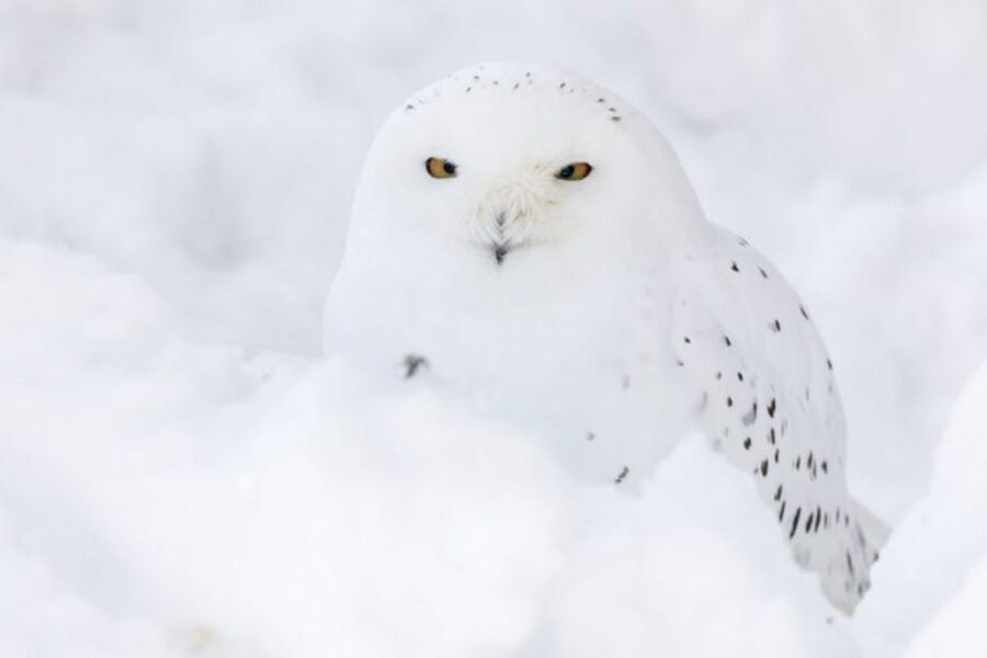Rovaniemi: Ranua Zoo Entry Ticket w/ Walking Tour and Lunch - The short intro tour, then 1.5 hours to roam