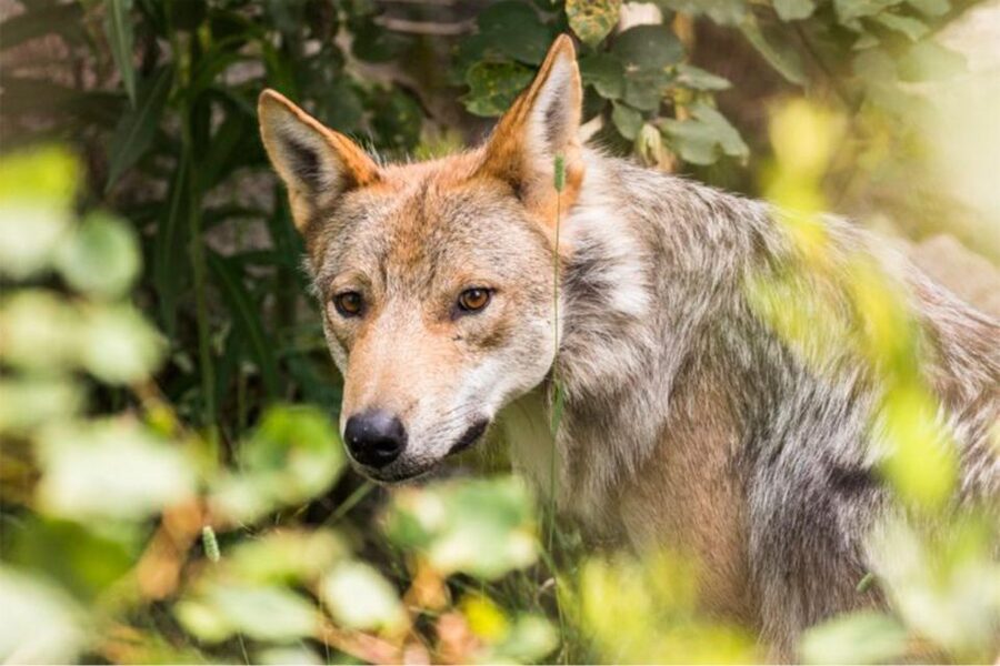 Rovaniemi: Ranua Zoo Entry Ticket w/ Walking Tour and Lunch - Arctic animal encounters you can actually plan for